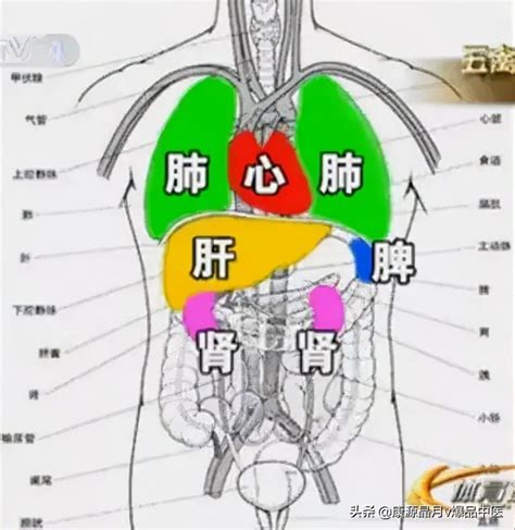 心肝脾肺腎情緒 8寸是幾公分